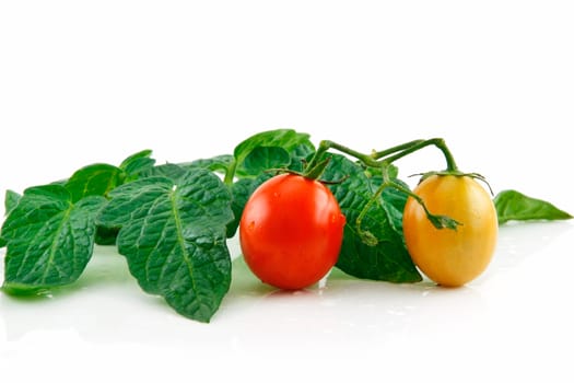 Ripe Wet Red Tomatoes with Leaves Isolated on White Background  