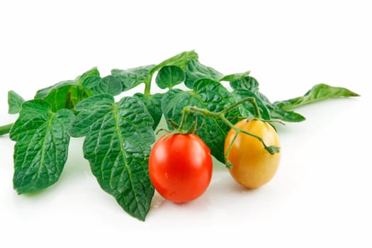 Ripe Wet Red Tomatoes with Leaves Isolated on White Background  