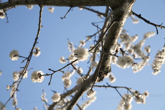 flowering branch of tree is in spring on a background blue sky