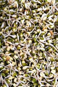 Sprouted mung beans in a pile at the farmers market.