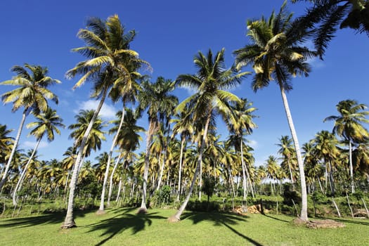 palm trees in tropical garden in summer
