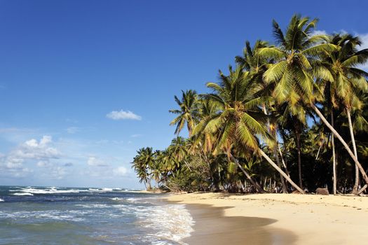 a caribbean beach with palm trees and blue sky