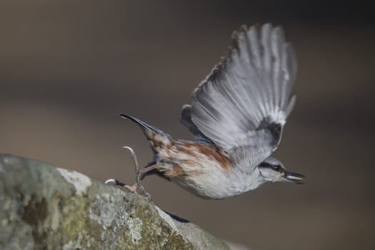 The bird flying away with a sunflower seed in its beak. The picture is shot by the woods at Fredriksten fortress in Halden, Norway one day in March 2013.