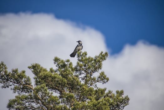 The crow sits on the tallest tree in the park of Red Mansion in Halden, Norway, and watch of the park. The photo was shot one day in April 2013.