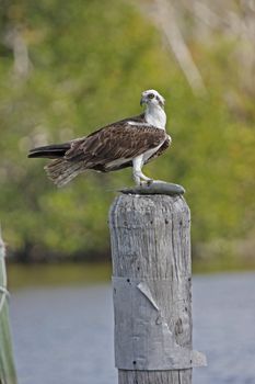 Osprey (Pandion haliaetus)