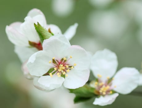 blossoming branch of bush at spring