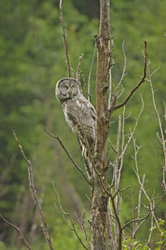 Great Gray Owl (Strix nebulosa)