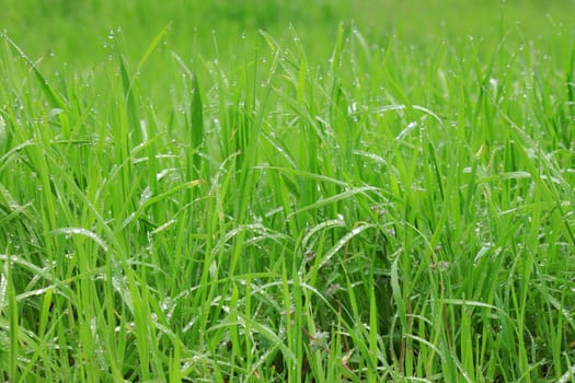 close up of green grass with rain drops