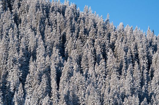 snow covered pine trees against blue sky in Montafon, Austria