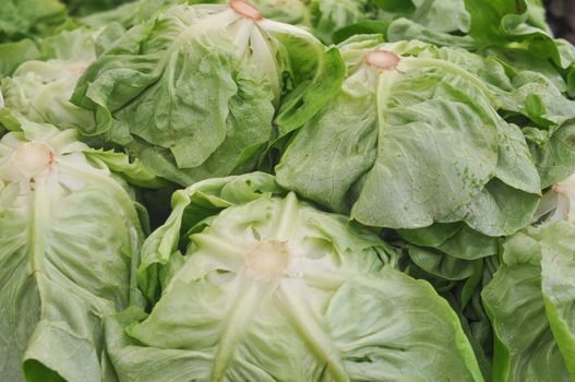 Lettuce (Lactuca sativa) aka green salad leaf vegetables
