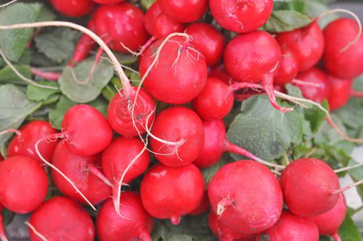 Radish (Raphanus sativus) edible root vegetable food