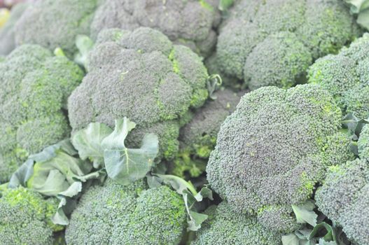 Broccoli plant in the cabbage family, with large edible flower head vegetable