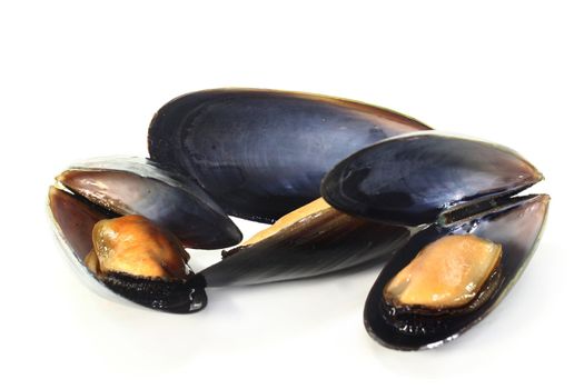 fresh cooked mussels on a of white background