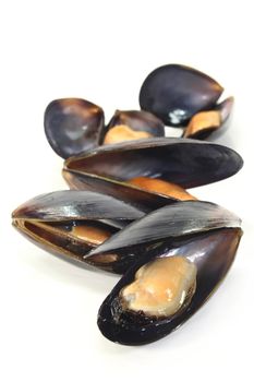 fresh cooked mussels on a of white background