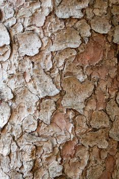 Tree bark creates an abstract pattern of textured.