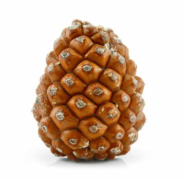 Cone of Siberian Pine Isolated on White Background