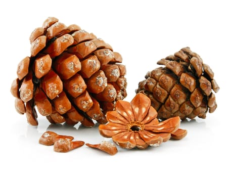 Nuts and Cone of Siberian Pine Isolated on White Background