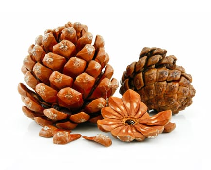 Nuts and Cone of Siberian Pine Isolated on White Background