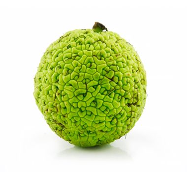 Osage Orange (Maclura) Isolated on White Background