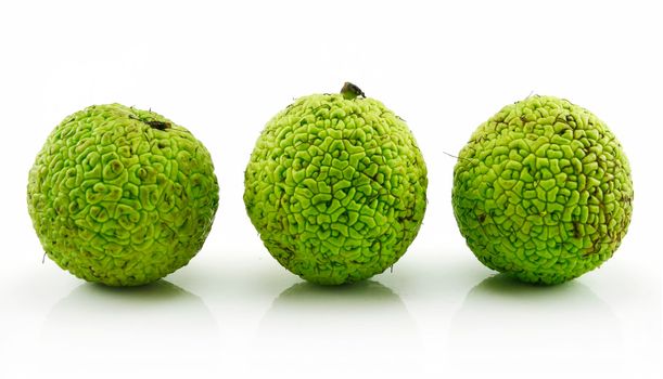 Osage Orange (Maclura) Isolated on White Background