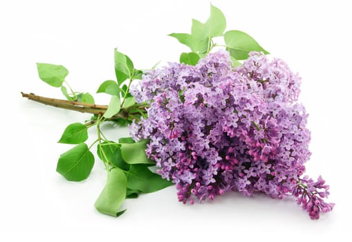 Bunch of Lilac Blossom Isolated on White Background