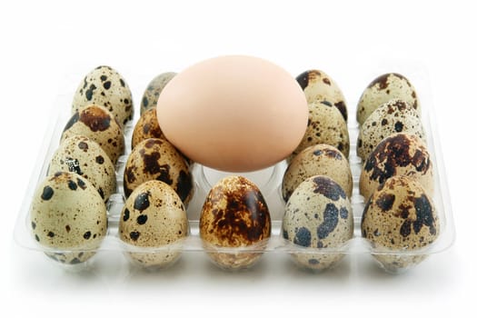 Group of Raw Quail Eggs in Box Isolated on White Background