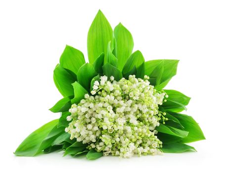 Lily of the Valley Isolated on White Background