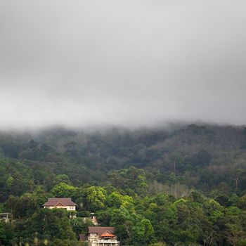 canopy forest under rain, Phuket, Thailand, aerial view