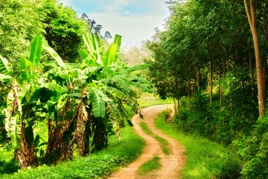 gound road in jungle at summer day, Thailand