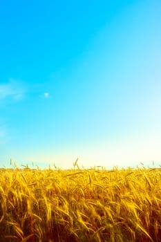 golden wheat field with blue sky background