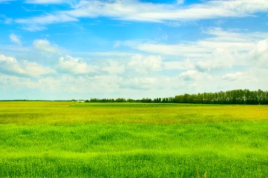 field of grass and perfect sky, Belarus