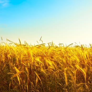 golden wheat field with blue sky background
