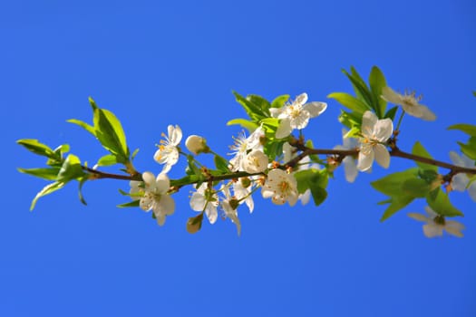 Cherry blossoms of early blooming on a blue sky background