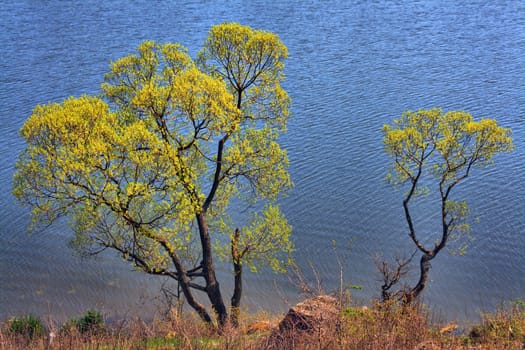 Spring and at the river - extensive acacia over water