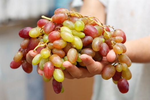 Heap of grapes in two hands.