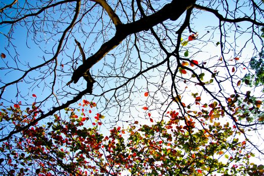 Tree without leaf and colorful leaves with sky background