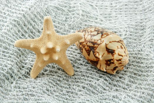 Colored Seashell (Starfish and Scallop) on a Fishing Net Background