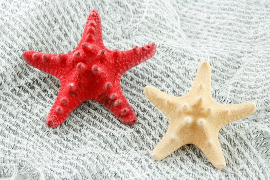 Colored Seashell (Starfish) on a Fishing Net Background