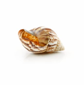 Colored Seashell Scallop Isolated on White Background