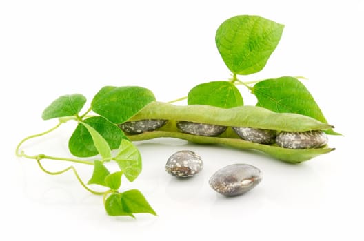 Ripe Haricot Beans with Seed and Leaves Isolated on White Background