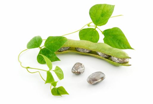 Ripe Haricot Beans with Seed and Leaves Isolated on White Background