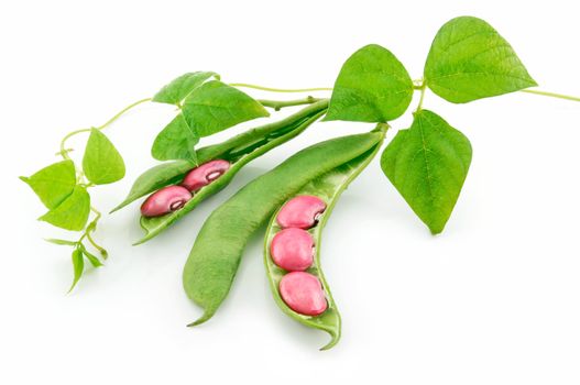 Ripe Haricot Beans with Seed and Leaves Isolated on White Background
