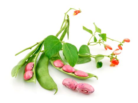 Ripe Haricot Beans with Seed and Blossom Isolated on White Background