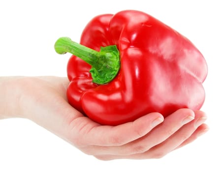Woman's hand holds red paprika isolated on a white background