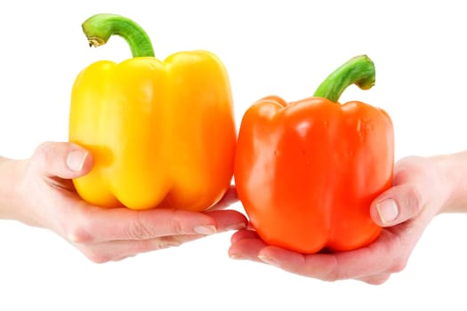 Woman's hands holds two colored paprika isolated on a white background