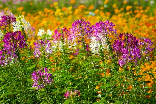 Colorful flower field in Thailand