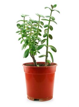 Green Flowerpot Isolated on White Background