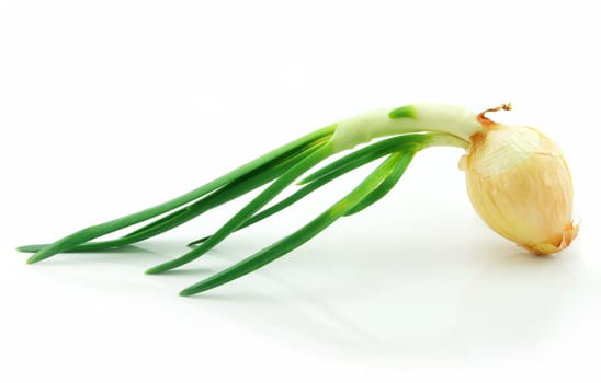 Spring Onions Isolated on White Background