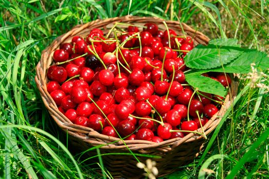 Bing Cherries in Basket on the Green Grass