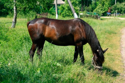 Horse in the Green Meadow on a Blue Sky Background